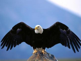 Image result for eagle talking to birds