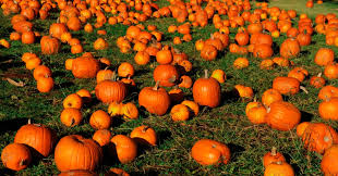 Find Adirondack Area Pumpkin Patches & Corn Mazes